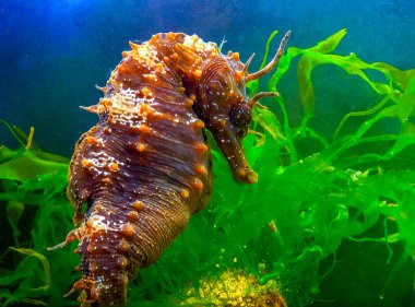Uzun burunlu erkek deniz atı hipokampüsünün kıyıya yakın yeşil yosunların arasında saklanırken yan görüntüsü Karadeniz