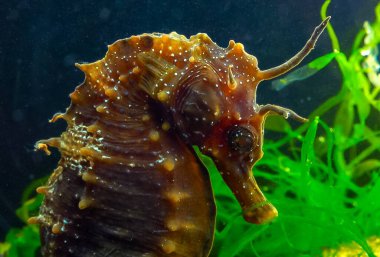 Uzun burunlu erkek deniz atı hipokampüsünün kıyıya yakın yeşil yosunların arasında saklanırken yan görüntüsü Karadeniz