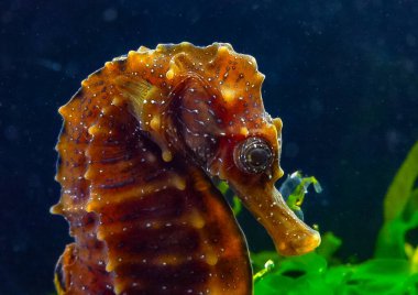 Karadeniz kıyısındaki yeşil yosunların arasında saklanan uzun burunlu deniz atı Hipokampüsünün yan görüntüsü.