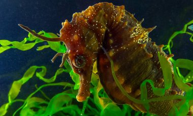 Uzun burunlu erkek deniz atı hipokampüsünün kıyıya yakın yeşil yosunların arasında saklanırken yan görüntüsü Karadeniz