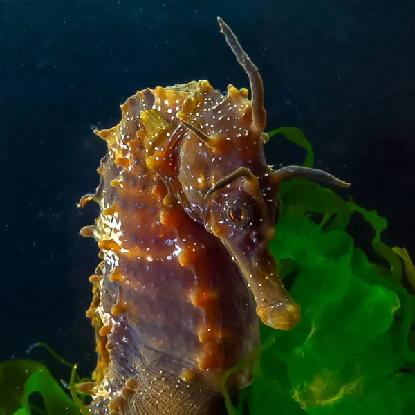 Uzun burunlu erkek deniz atı hipokampüsünün kıyıya yakın yeşil yosunların arasında saklanırken yan görüntüsü Karadeniz