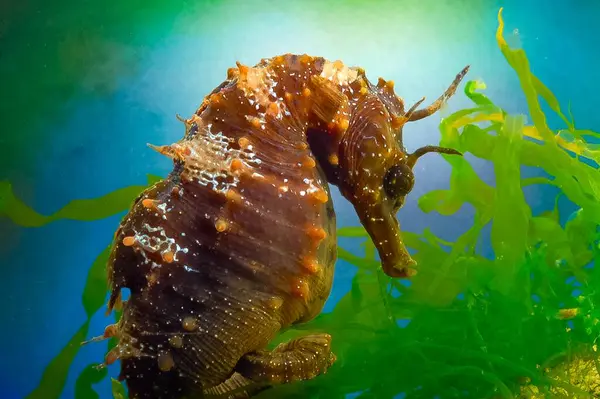 Uzun burunlu erkek deniz atı hipokampüsünün kıyıya yakın yeşil yosunların arasında saklanırken yan görüntüsü Karadeniz