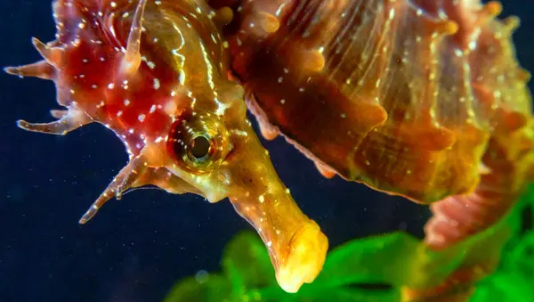 Uzun burunlu erkek deniz atı hipokampüsünün kıyıya yakın yeşil yosunların arasında saklanırken yan görüntüsü Karadeniz