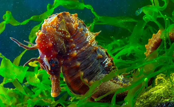 Uzun burunlu erkek deniz atı hipokampüsünün kıyıya yakın yeşil yosunların arasında saklanırken yan görüntüsü Karadeniz