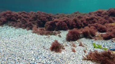 Karadeniz kıyısında, Odessa 'da sualtı kumlu arazisinde kırmızı alg seramium rubrum.