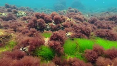 Karadeniz algleri, Kızıl algler Porphyra ve Seramium, İlkbaharda Karadeniz kıyısındaki kayalıklarda yeşil Enteromorpha, Odessa
