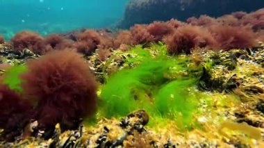 Yeşil alg Enteromorpha (Ulva) ve seramium rubrum midyeler arasında kayalar, Karadeniz 'de sallanan alg makrofitler