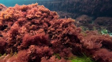 Karadeniz 'deki sualtı arazisindeki makrofitler, Odessa kıyısı yakınlarındaki kayalıklarda yeşil Ulva ve kırmızı alg rengi rubrum seramium.