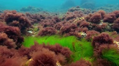 Su oksijeni, yeşil alg Enteromorpha (Ulva) ve seramium rubrum midyeler, dalgalar arasında kaya makro yosunları, Karadeniz