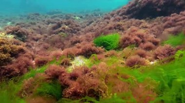 Karadeniz 'de deniz yatağı, yeşil Ulva ve kırmızı alg seramium rubrum Odessa kıyısı yakınlarındaki kayalarda.