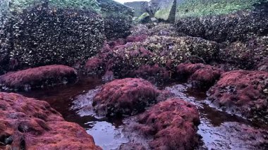 Karadeniz 'de güçlü su akıntısı, alçak gelgitler, ekolojik olaylar ve havadaki su canlılarının ölümü sırasında havada kayalar üzerinde midyeler ve algler, Odessa
