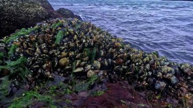Karadeniz 'de güçlü su akıntısı, alçak gelgitler, ekolojik olaylar ve havadaki su canlılarının ölümü sırasında havada kayalar üzerinde midyeler ve algler, Odessa