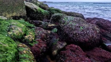 Karadeniz 'de güçlü su akıntısı, alçak gelgitler, ekolojik olaylar ve havadaki su canlılarının ölümü sırasında havada kayalar üzerinde midyeler ve algler, Odessa