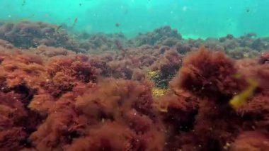 Karadeniz, fırtına sırasında çamurlu su, Odessa kıyısındaki kayalıklarda kırmızı alg seramium rubrum.