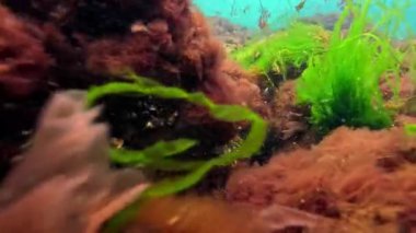 Yumuşakçalar midye, yeşil ve kırmızı algler bir taşın üzerinde, su kırmızı algleri sallıyor, Karadeniz