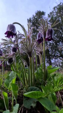 Pulsatilla cernua, dar yapraklı pask-çiçek baharda gökyüzüne karşı çiçek açan bir bitki bahçedeki botanik bahçesinde, Odessa