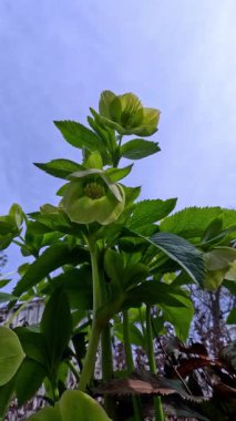 Noel gülü Hellebores Hellebore sp., Mavi gökyüzüne karşı sarı-yeşil çiçekler, botanik bahçesi