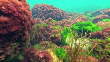 Denizde oksijen sentezi, yeşil alg Cladophora sericea, seramium rubrum ve diğerleri midyeler arasında taşlar, dalgalar kaya makrophyte yosunları, Karadeniz