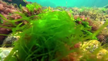 Karadeniz 'in sualtı manzarası, Algo flora' sı, kırmızı ve yeşil Enteromorpha algleri ilkbaharda sahile yakın kayalarda sallanıyor.