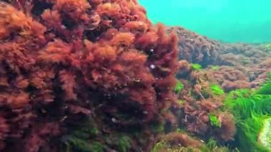 Denizde deniz suyunun oksijenlenmesi, yeşil alg Cladophora sericea, seramium rubrum ve taşların üzerindeki diğerleri, kaya makrophyte yosunları, Karadeniz