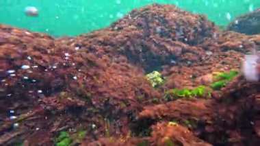 Denizde deniz suyunun oksijenlenmesi, yeşil alg Cladophora sericea, seramium rubrum ve taşların üzerindeki diğerleri, kaya makrophyte yosunları, Karadeniz