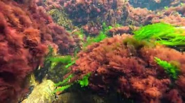 Karadeniz 'in sualtı manzarası, Algo flora' sı, kırmızı ve yeşil Enteromorpha algleri ilkbaharda sahile yakın kayalarda sallanıyor.