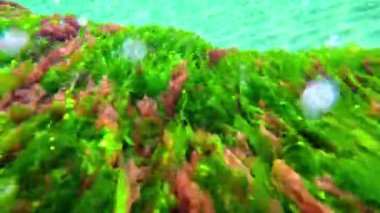 Karadeniz makroları, kırmızı algler Porphira ve Seramium ve yeşil alg Enteromorpha baharda Karadeniz 'de deniz tabanına karşı, Odessa