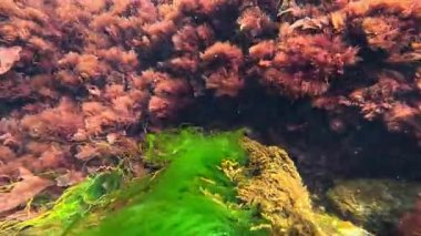 Karadeniz 'in sualtı manzarası, Algo flora' sı, kırmızı ve yeşil Enteromorpha algleri ilkbaharda sahile yakın kayalarda sallanıyor.