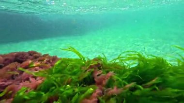 Karadeniz makroları, kırmızı algler Porphira ve Seramium ve yeşil alg Enteromorpha baharda Karadeniz 'de deniz tabanına karşı, Odessa