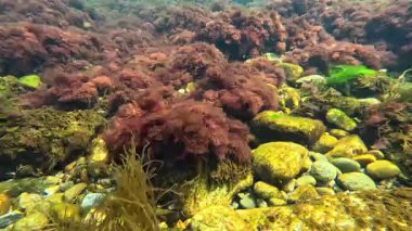 Karadeniz sualtı manzarası, kırmızı ve yeşil algler Enteromorpha ilkbaharda kıyıya yakın kayalarda sallanıyor.