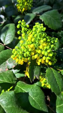 Mahonia aquifolium - Baharda açan bir çalı Bahçede sarı kokulu çiçekler, Odessa