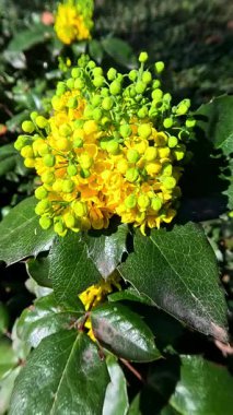Mahonia aquifolium - Baharda açan bir çalı Bahçede sarı kokulu çiçekler, Odessa