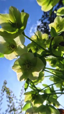 Noel gülü Hellebores Hellebore sp., Mavi gökyüzüne karşı sarı-yeşil çiçekler