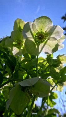 Noel gülü Hellebores Hellebore sp., Mavi gökyüzüne karşı sarı-yeşil çiçekler