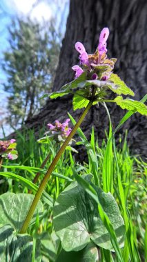 Lamium purpureum - mor ölü ısırgan otu, mor başmelek, yabani bahar çiçekli mor çiçekli otçul bitki.