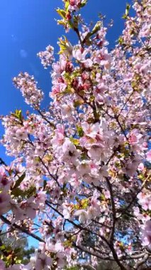 Bahçede mavi gökyüzüne karşı çiçek açan pembe sakura ağacı.