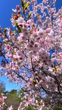 Bahçede mavi gökyüzüne karşı çiçek açan pembe sakura ağacı.