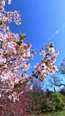 Bahçede mavi gökyüzüne karşı çiçek açan pembe sakura ağacı, Odessa