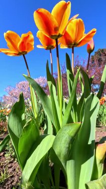 Kırmızı ve sarı lale çiçekleri mavi gökyüzüne karşı, Ukrayna