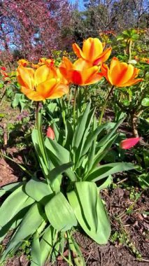 Bahçedeki kırmızı ve sarı lale çiçeklerinin yakın çekimi, Ukrayna