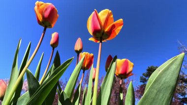 Kırmızı ve sarı lale çiçekleri mavi gökyüzüne karşı, Ukrayna