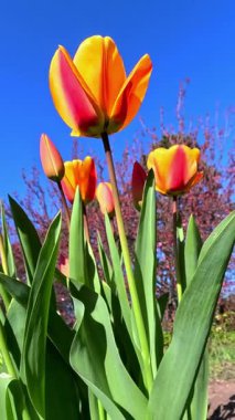 Kırmızı ve sarı lale çiçekleri mavi gökyüzüne karşı, Ukrayna