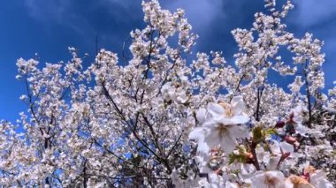 Prunus serrulata - çiçek açan bahar beyaz ve pembe kiraz ağacı bulutlu mavi gökyüzüne karşı