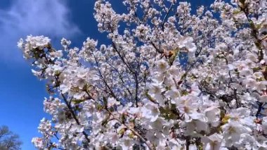 Prunus serrulata - çiçek açan bahar beyaz ve pembe kiraz ağacı bulutlu mavi gökyüzüne karşı