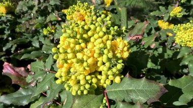 Berberis aquifolium, kutsal yapraklı böğürtlen. Yeşil yapraklı arka planda sarı çiçekli bir kızılcık.