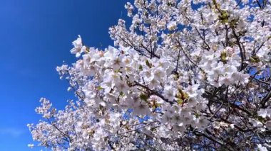 Prunus serrulata - çiçek açan bahar beyaz ve pembe kiraz ağacı bulutlu mavi gökyüzüne karşı