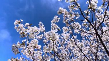 Prunus serrulata - çiçek açan bahar beyaz ve pembe kiraz ağacı bulutlu mavi gökyüzüne karşı
