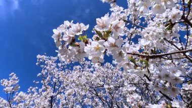 Prunus serrulata - çiçek açan bahar beyaz ve pembe kiraz ağacı bulutlu mavi gökyüzüne karşı