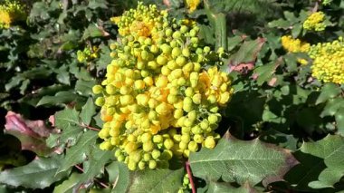Berberis aquifolium, kutsal yapraklı böğürtlen. Yeşil yapraklı arka planda sarı çiçekli bir kızılcık.