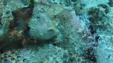 Şaşaalı akrep balığı Scorpaenopsis oxycephalus, Mısır, Kızıldeniz 'deki mercan resifinde güzel ve tehlikeli bir balık.